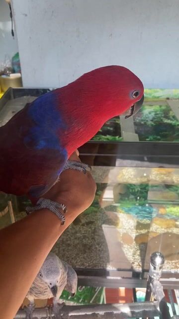 Chim Vẹt Eclectus Cái 11 tháng Đỏ. Mua bán Chim tại Thành phố Biên Hòa Đồng Nai được đăng bởi Hiệp Cá Cảnh hình 1