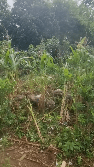 Ngỗng xám tơ thả vườn. Mua bán Thú cưng khác tại Huyện Vĩnh Cửu Đồng Nai được đăng bởi Trần Phước hình 1