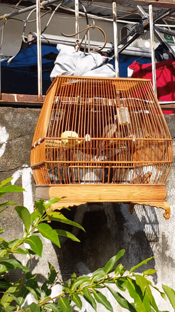 CHÀO MÀO GIỌNG QUÁ HAY - ĐẤU TỐT. Mua bán Chim tại Quận 7 Tp Hồ Chí Minh được đăng bởi Chào Mào VIP hình 1