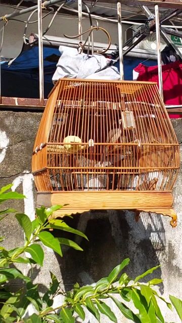 CHÀO MÀO GIỌNG QUÁ HAY - ĐẤU TỐT. Mua bán Chim tại Quận 7 Tp Hồ Chí Minh được đăng bởi Chào Mào VIP hình 1