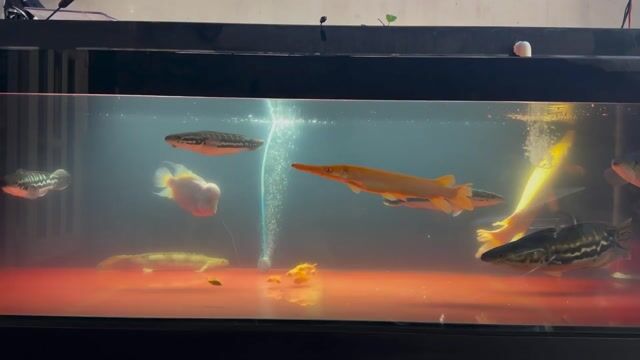 Cá lóc bông short size 3x. Mua bán Thú cưng khác tại Quận Bình Thạnh Tp Hồ Chí Minh được đăng bởi Hoài Ân hình 1