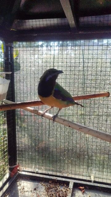 Chim thanh tước dạn người 95% hót nhiều giọng. Mua bán Chim tại Quận 11 Tp Hồ Chí Minh được đăng bởi Ken Nguyễn hình 1