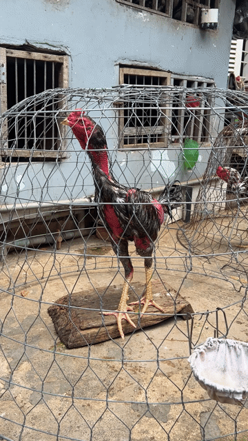 Xám tơ zin. Mua bán Gà tại Huyện Hóc Môn Tp Hồ Chí Minh được đăng bởi Nguyễn Mạnh Đình hình 1