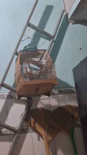 Chim chào mào má trắng 2 mùa nghe hót. Mua bán Chim tại Thành phố Biên Hòa Đồng Nai được đăng bởi nam hình 1