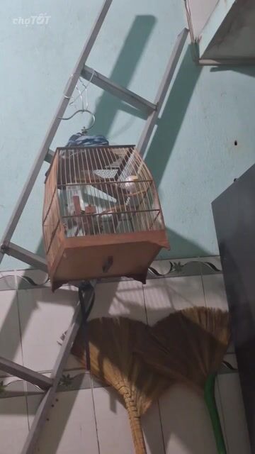 Chim chào mào má trắng 2 mùa nghe hót. Mua bán Chim tại Thành phố Biên Hòa Đồng Nai được đăng bởi nam hình 1
