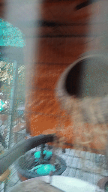 Chim cu thái Cái Trắng đốm nâu. Mua bán Chim tại Huyện Củ Chi Tp Hồ Chí Minh được đăng bởi Nhat nam hình 1