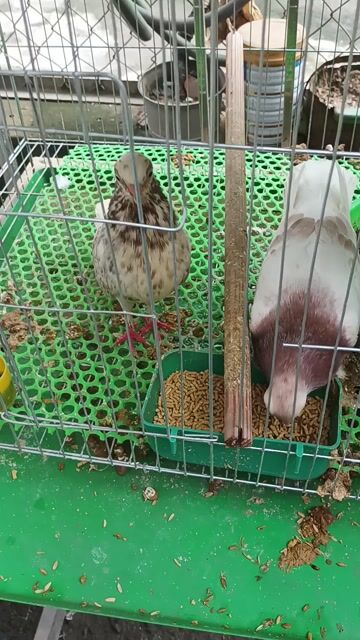 Bồ câu gà tre bố mẹ và con
