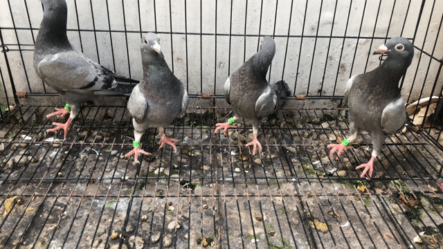 Chim bồ câu Xám chim tơ. Mua bán Chim tại Quận Tân Phú Tp Hồ Chí Minh được đăng bởi Huy vu hình 1