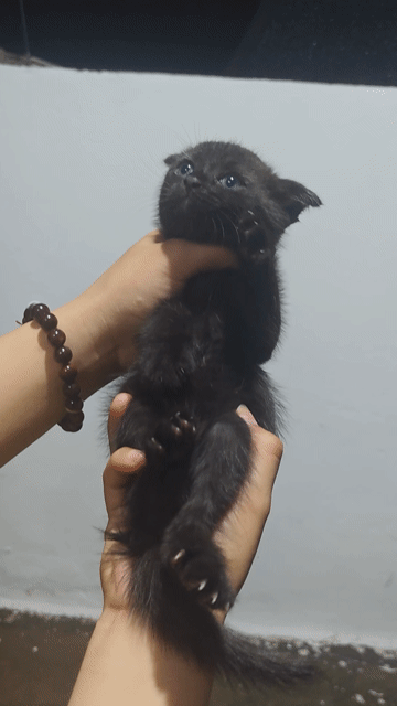 Mèo con aln tai cụp màu đen. Mua bán Mèo tại Thành phố Thủ Đức Tp Hồ Chí Minh được đăng bởi Bảo Nghi hình 1