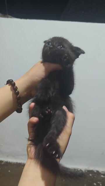 Mèo con aln tai cụp màu đen. Mua bán Mèo tại Thành phố Thủ Đức Tp Hồ Chí Minh được đăng bởi Bảo Nghi hình 1