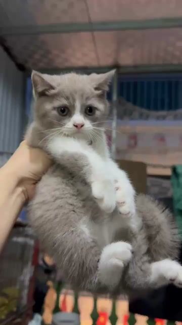 Mèo con Bililac mặt cân mũi hồng nhà trồng . Mua bán Mèo tại Huyện Thanh Trì Hà Nội được đăng bởi Dzung My hình 1