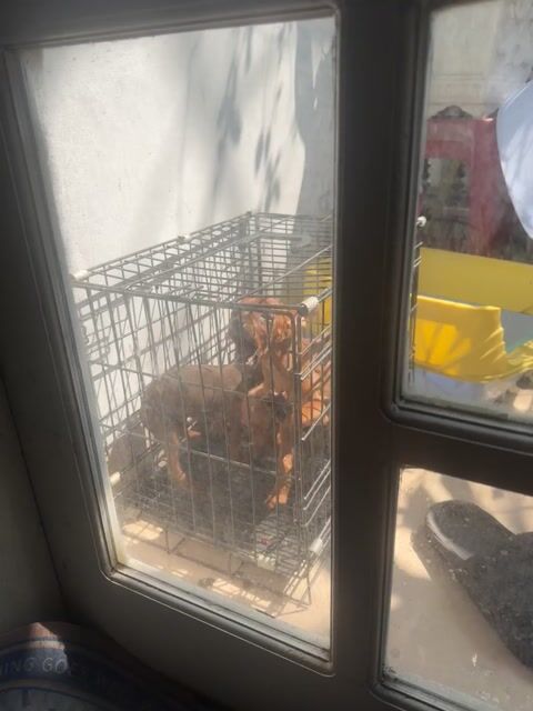 Chó Phốc đực cái 3 tháng. Mua bán Chó tại Quận Cẩm Lệ Đà Nẵng được đăng bởi BabyPeony hình 1