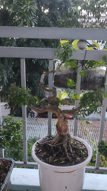Cây cảnh Linh sam bonsai lá to. Mua bán Cây cảnh, đồ trang trí tại Quận Hải Châu Đà Nẵng được đăng bởi Lê thái thọ  hình 1