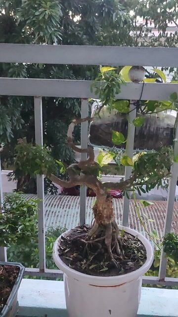 Cây cảnh Linh sam bonsai lá to. Mua bán Cây cảnh, đồ trang trí tại Quận Hải Châu Đà Nẵng được đăng bởi Lê thái thọ  hình 1