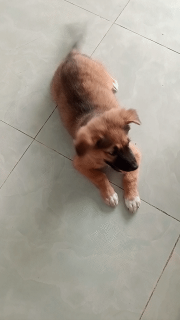 Chó Nâu. Mua bán Chó tại Quận 12 Tp Hồ Chí Minh được đăng bởi Lã hữu Lịch  hình 1