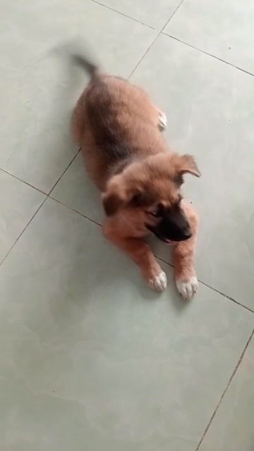 Chó Nâu. Mua bán Chó tại Quận 12 Tp Hồ Chí Minh được đăng bởi Lã hữu Lịch  hình 1