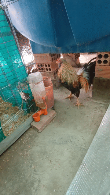 Gà kiểng trống đa sắc. Mua bán Gà tại Thành phố Long Xuyên An Giang được đăng bởi Tài hình 1