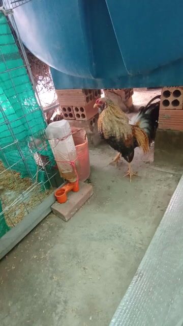 Gà kiểng trống đa sắc. Mua bán Gà tại Thành phố Long Xuyên An Giang được đăng bởi Tài hình 1