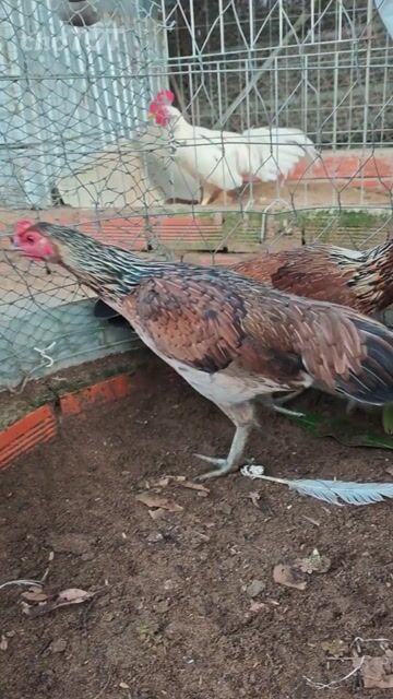 4con mái 1tr2. Mua bán Gà tại Huyện Tân Hiệp Kiên Giang được đăng bởi Toàn hình 1