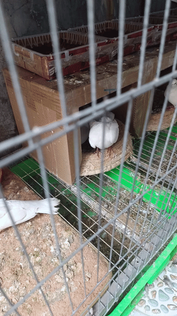Chim Cu Pháp Trắng trưởng thành. Mua bán Chim tại Huyện Nhà Bè Tp Hồ Chí Minh được đăng bởi Tấn Trần hình 1
