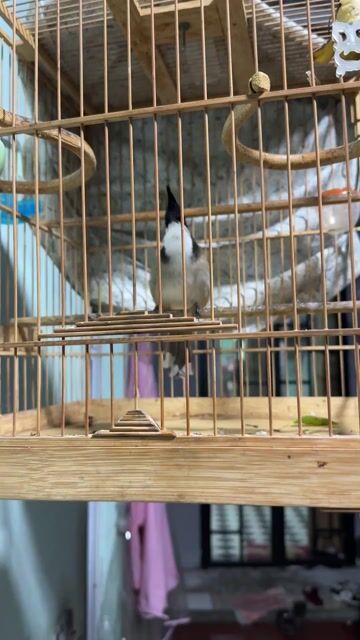 Chim chào mào thuần giọng hay. Mua bán Chim tại Huyện Thanh Trì Hà Nội được đăng bởi Hoan hình 1