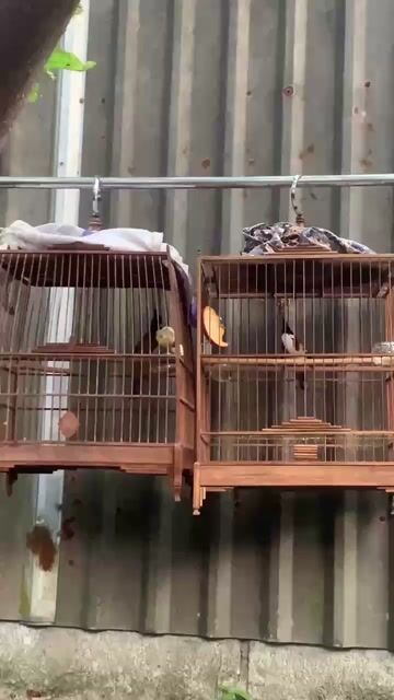 chim chào mào. Mua bán Phụ kiện, Thức ăn, Dịch vụ tại Thị xã Hương Trà Thừa Thiên Huế được đăng bởi Uy hình 1