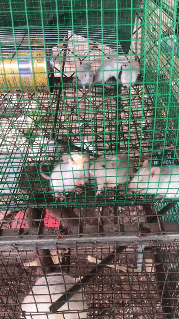 Chuột cảnh trắng cả hai. Mua bán Thú cưng khác tại Thành phố Thủ Dầu Một Bình Dương được đăng bởi pha Nguyen anh hình 1