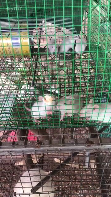 Chuột cảnh trắng cả hai. Mua bán Thú cưng khác tại Thành phố Thủ Dầu Một Bình Dương được đăng bởi pha Nguyen anh hình 1