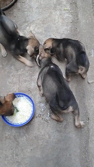 Chó Phú Quốc đực đen xoáy lưng. Mua bán Chó tại Huyện Long Thành Đồng Nai được đăng bởi HuyhHuu hình 1