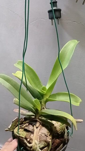 Lan ngọc điểm . Mua bán Cây cảnh, đồ trang trí tại Quận Phú Nhuận Tp Hồ Chí Minh được đăng bởi Tony Phat hình 1