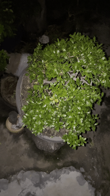 hải châu bonsai. Mua bán Cây cảnh, đồ trang trí tại Thành phố Thủ Đức Tp Hồ Chí Minh được đăng bởi kiếm thêm hộp sữa hình 1