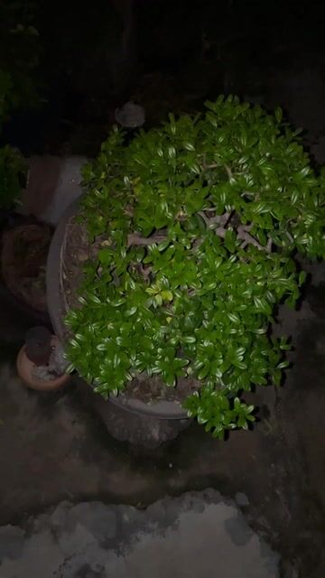 hải châu bonsai. Mua bán Cây cảnh, đồ trang trí tại Thành phố Thủ Đức Tp Hồ Chí Minh được đăng bởi kiếm thêm hộp sữa hình 1