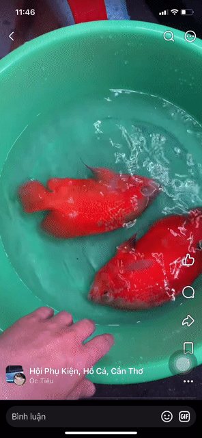 cặp full red indo. Mua bán Thú cưng khác tại Quận Ninh Kiều Cần Thơ được đăng bởi An hình 1