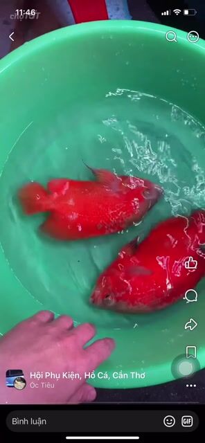 cặp full red indo. Mua bán Thú cưng khác tại Quận Ninh Kiều Cần Thơ được đăng bởi An hình 1
