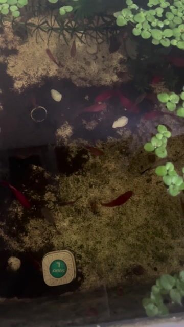 Cá mún Đỏ, Muối tiêu. Mua bán Thú cưng khác tại Quận Gò Vấp Tp Hồ Chí Minh được đăng bởi Phúc hình 1