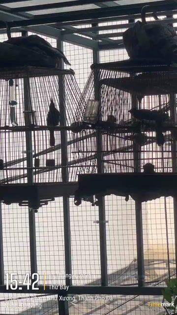 chim giọng. Mua bán Chim tại Quận Liên Chiểu Đà Nẵng được đăng bởi TB hình 1