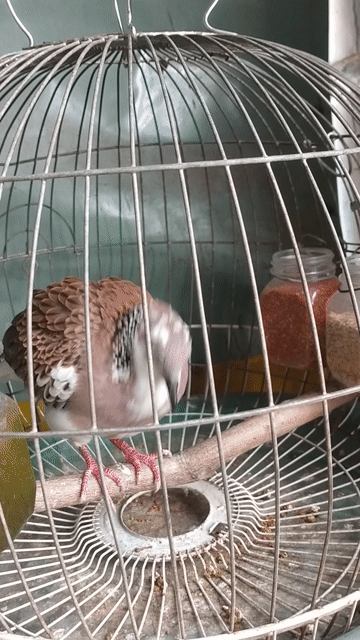 Chim cu gáy trống 2 năm tuổi. Mua bán Chim tại Quận 8 Tp Hồ Chí Minh được đăng bởi Ho Truong hình 1