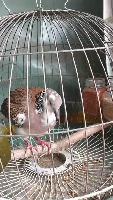 Chim cu gáy trống 2 năm tuổi. Mua bán Chim tại Quận 8 Tp Hồ Chí Minh được đăng bởi Ho Truong hình 1