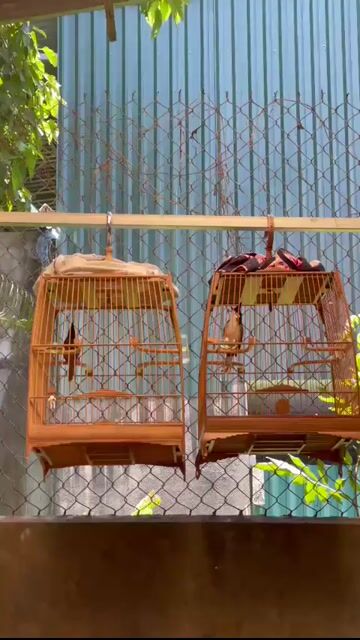 Chim chào mào Cafe Khỏe mạnh, đã thuần. Mua bán Chim tại Huyện Hoài Đức Hà Nội được đăng bởi Hậ Us hình 1