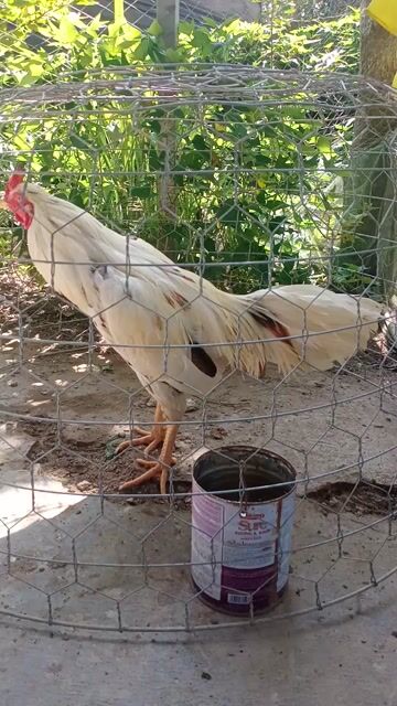 Gà bổn 3 ki. Mua bán Gà tại Huyện Long Mỹ Hậu Giang được đăng bởi chuyen nòi mỹ hatch vs kelso  hình 1