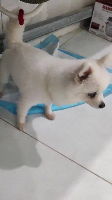 Chó Phốc Sóc cái hơn 1 tuổi. Mua bán Chó tại Thành phố Bến Tre Bến Tre được đăng bởi Hưng Phú hình 1