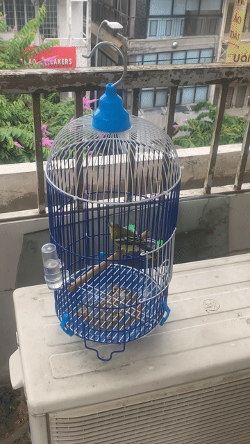 Chim Huyết Cô trống màu Xanh chuyền. Mua bán Chim tại Quận 3 Tp Hồ Chí Minh được đăng bởi huy dang hình 1