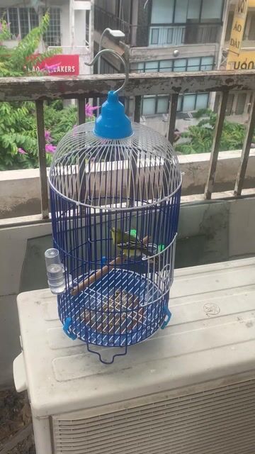 Chim Huyết Cô trống màu Xanh chuyền. Mua bán Chim tại Quận 3 Tp Hồ Chí Minh được đăng bởi huy dang hình 1