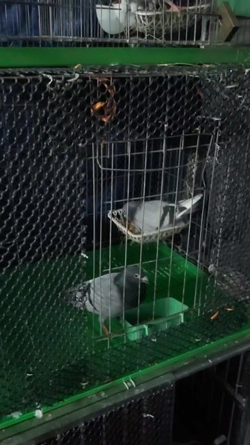 Chim bồ câu Thái đua non trống mái về huấn luyện. Mua bán Chim tại Thành phố Dĩ An Bình Dương được đăng bởi Nguyễn thị bích ngọc hình 1