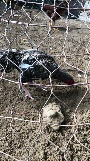 Gà tơ. Mua bán Gà tại Quận Ngũ Hành Sơn Đà Nẵng được đăng bởi bonbon hình 1