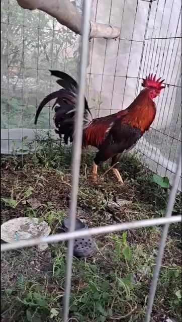 Gà mái Jap Mỹ, gà trông mỹ 75. Mua bán Gà tại Huyện Tân Hiệp Kiên Giang được đăng bởi Siêu Việt hình 1