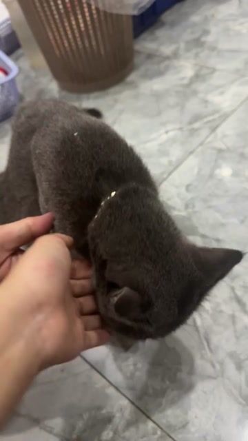 mèo anh lông ngắn lai mèo ta, đang bầu phối mèo ta. Mua bán Mèo tại Thành phố Biên Hòa Đồng Nai được đăng bởi Chu Hoàng Thiên Kim 20 hình 1
