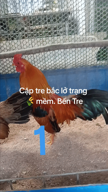 Gà tre Bắc sinh sản. Mua bán Gà tại Huyện Châu Thành Bến Tre được đăng bởi Hoàng Hải hình 1