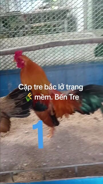 Gà tre Bắc sinh sản. Mua bán Gà tại Huyện Châu Thành Bến Tre được đăng bởi Hoàng Hải hình 1