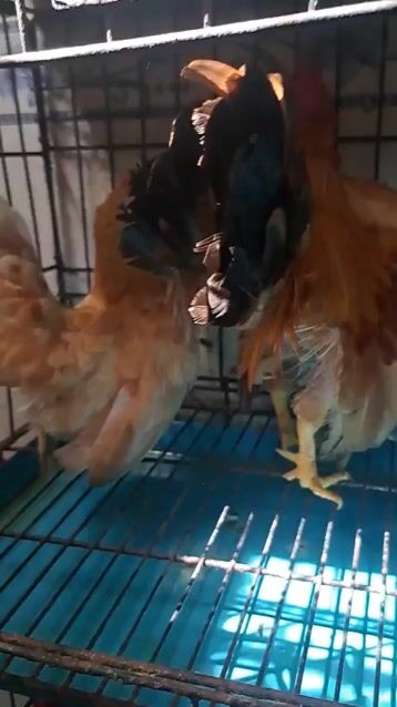 cặp gà Serama . Mua bán Gà tại Thành phố Thuận An Bình Dương được đăng bởi Mỹ Linh hình 1